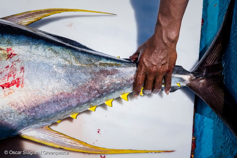 tuna