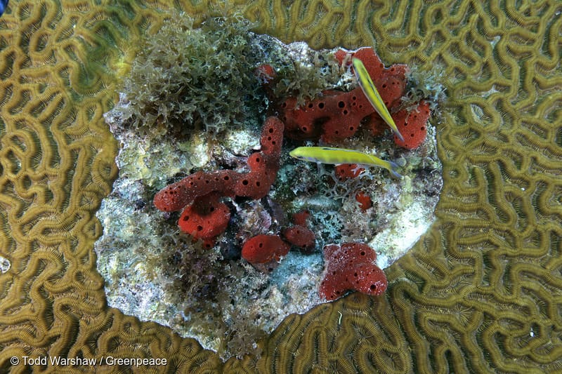 coral