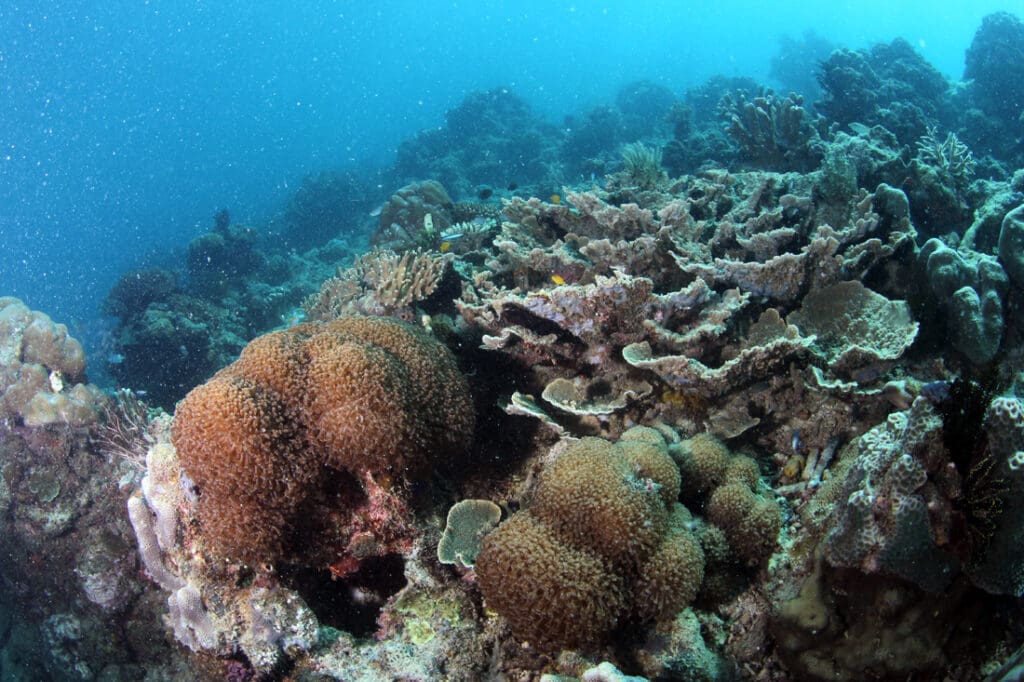 ©Ria Qorina, Underwater Photographer Ocean Defender