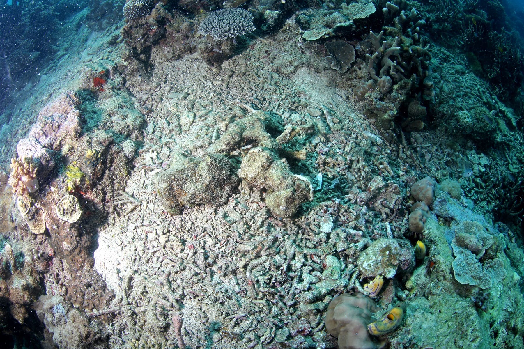 ancaman bagi biota laut