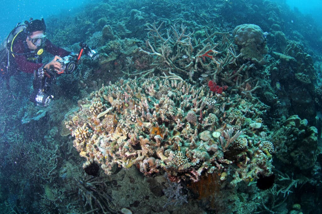 ©Ria Qorina, Underwater Photographer Ocean Defeder
