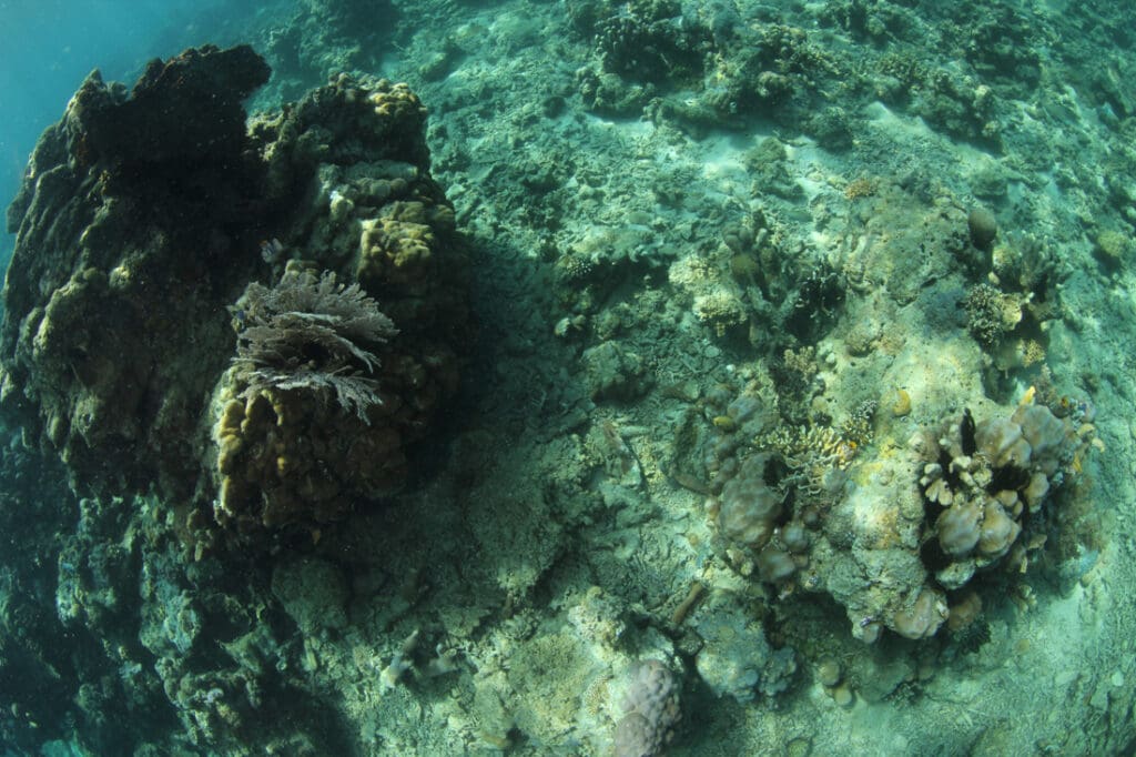 ©Ria Qorina, Underwater Photographer Ocean Defender