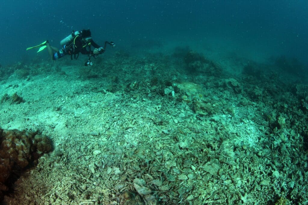 ©Ria Qorina, Underwater Photographer Ocean Defender