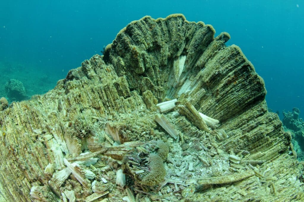 ©Ria Qorina, Underwater Photographer Ocean Defender