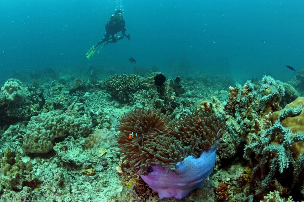 ©Ria Qorina, Underwater Photographer Ocean Defender