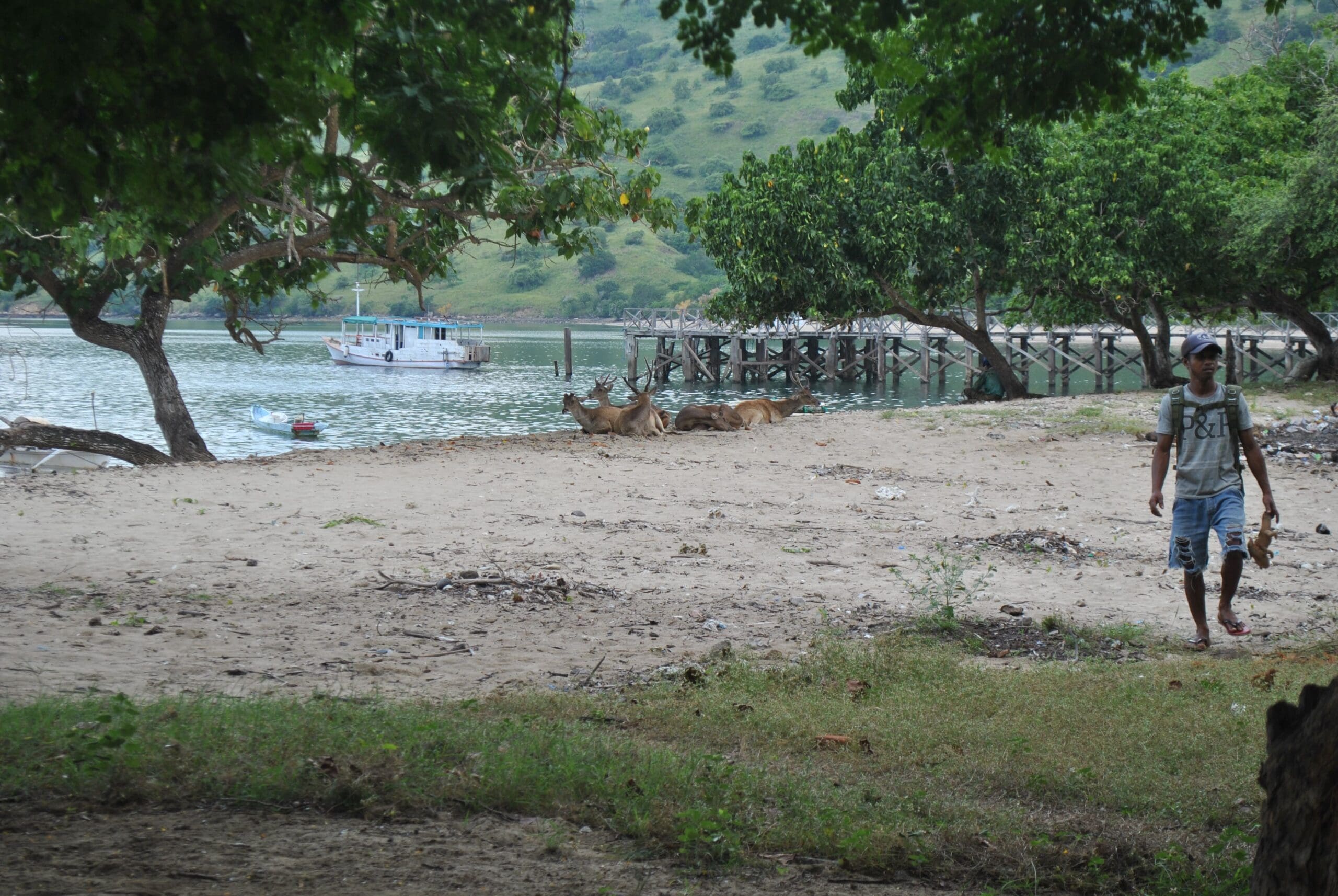 Masyarakat, Ekowisata Dan Konservasi Di Taman Nasional Komodo ...