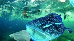 Seeokor Paus Di Dalam Perairan Laut