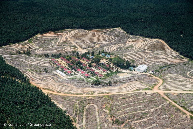 Kebun Sawit Babat Hutan