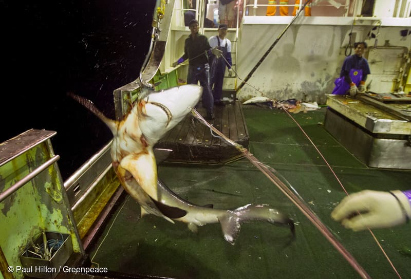 iuu fishing shark