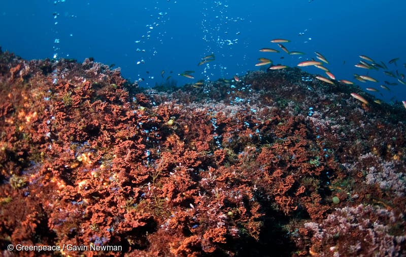 tambang bawah laut