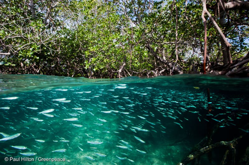 mangrove