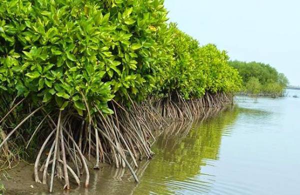 mangrove