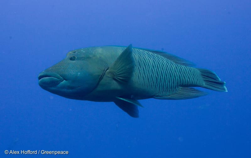 ikan napoleon