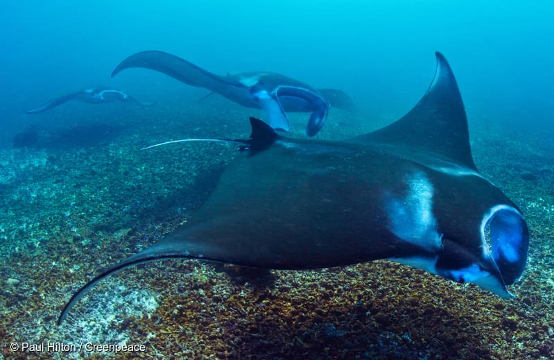 pari manta di perairan komodo