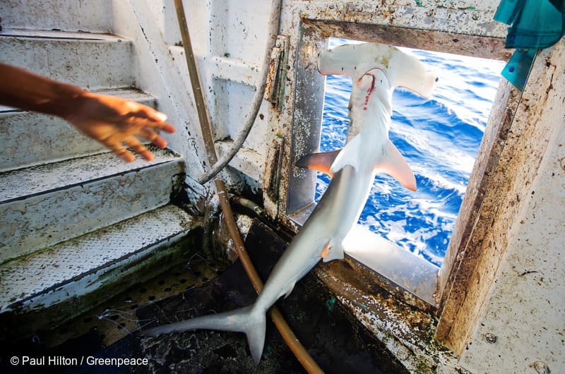 ikan hiu terjaring oleh kapal taiwan