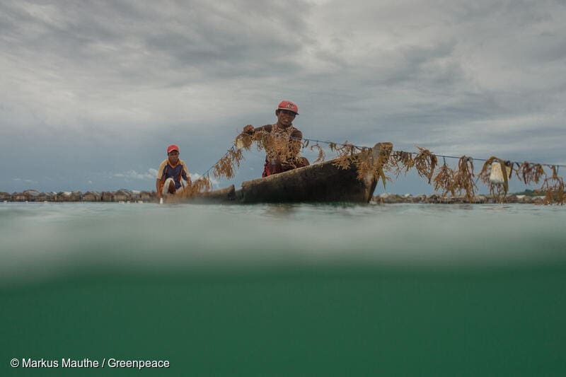 Potensi Rumput Laut Menggantikan Tanaman Terestrial