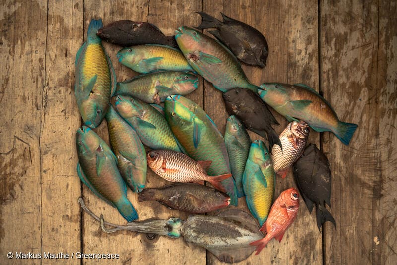 ikan karang tangkapan suku bajo